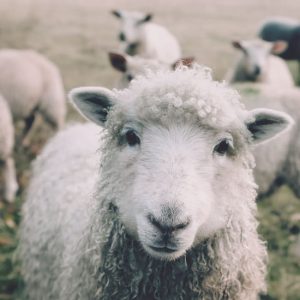 Le mouton de la ferme et du spectacle musical regarde l'objectif de l'appareil photo